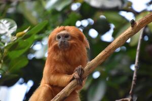 Curious Golden Lion Tamarin Monkey Sitting Up photo