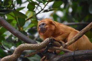 Tamarin Monkey Up Close and Personal photo