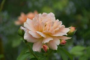 Rose Buds Circled Around a Peach Rose Blossom photo
