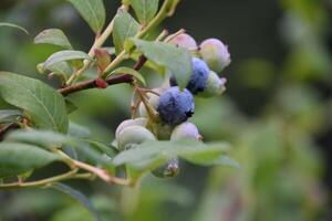 Fresh Ripe Blueberries on a Bush in the Summer photo