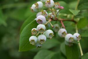 Green Unripe Blueberries Hanging on a Bush photo