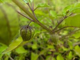 Close-up of physalis plants with fruits enveloped in natural, veined husks. photo