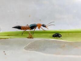 Close-up of two insects on a leaf a Paederus littoralis and a small black beetle. The image highlights their vibrant colors and fine details against a blurred background. photo