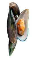 A small group of cooked or steamed green mussels in vertical stack isolated with clipping path in file format png