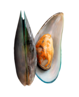 A vertical pile of two cooked or steamed green mussels isolated with clipping path in file format png