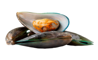 A small group of cooked or steamed green mussels in stack isolated with clipping path in file format png