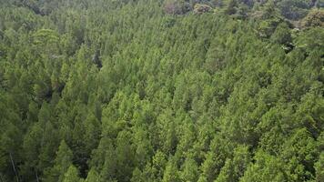 Aerial view from drone of dense tropical pine forest with lush green leaf canopy creating beautiful patterns and textures of pine trees. In the distance is visible rainforest in the mountains. video