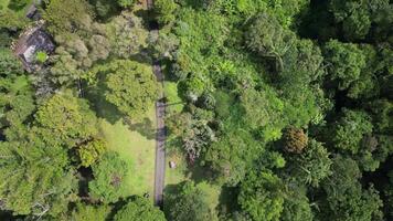 Drone flying aerial view. Empty asphalt road under dense tropical forest in Cibodas Botanical Garden tourist area, Indonesia. Filled with various types of green trees video