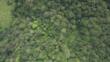 Aerial view of a dense natural tropical forest canopy. Beauty seen from the colorful leaves on the treetops that create a beautiful texture. At the end of the footage, an artificial lake is seen video