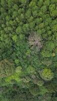 Vertical aerial drone view of a dense tropical pine forest with a canopy of lush green leaves. Aerial perspective shows the beautiful patterns and textures of the pine trees in the natural mountains. video