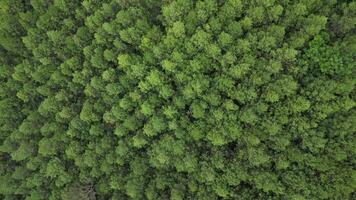 Aerial drone view of a dense tropical pine forest with a canopy of lush green leaves. The aerial perspective shows the beautiful patterns and textures of the pine trees in the natural mountains. video