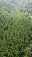 Vertical aerial view from a drone shows a neatly arranged pine forest with a canopy of lush and beautiful green leaves. In the distance, a dense tropical rainforest seen in the mountains. video
