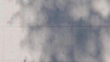a render shadow overlay wall texture sunlight leaf shade abstract 3d render. shadows light nature plant leaves branch tree foliage. video