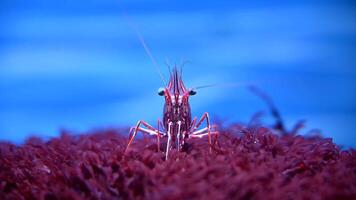 Close Up of Grasshopper on Blue Background video