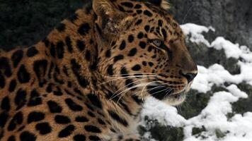 Amur leopard in winter wonderland capturing a rare glimpse of this endangered predator in its snow-covered habitat video