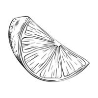 A detailed outline of a slice lemon, orange or lime highlighting its segmented interior with seeds. illustration in black and white. Ideal for culinary uses or graphic designs vector