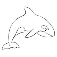 contour of Killer whale or Orcinus orca. Linear Wild inhabitants of the seas and oceans of the Arctic. Hand drawn outline illustration. Undersea mammal animal in monochrome vector