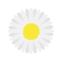 Daisy flower flat icon on white background for web and mobile design. vector