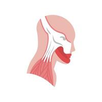 Sternocleidomastoid Muscle Detailed Anatomy vector