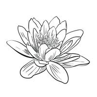 Water lily. Lotus flower etching style . Line drawing. For web, logos, etc. vector