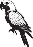 Parrot Bird black on white background vector