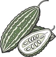 Bitter bitter gourd vector