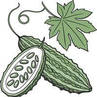 Bitter Melon Illustration vector