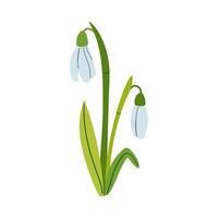 Spring flower . drawing of snowdrop . Snowdrops for decoration and design. Flat hand drawn illustration isolate on white, spring flower , 8 march holiday . vector