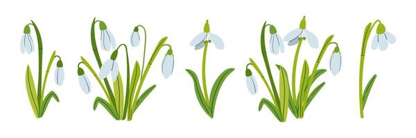 drawing of snowdrops. Snowdrops for decoration and design. Set of Flat hand drawn illustration isolate on white, spring flower , 8 march holiday . vector