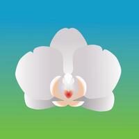 One single orchid flower. It is a white flower head and the background is a blue and green gradient vector