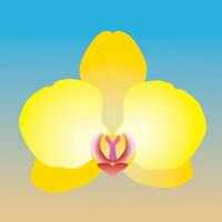 One single orchid flower. It is a yellow flower head and the background is a blue and ocher gradient vector