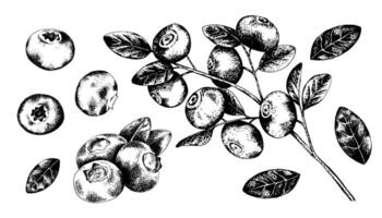 set of blueberry branch with berries and leaves, blueberries and leaves isolated on white background in engraving style. Natural products design set vector