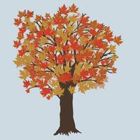 An illustration of a maple tree during fall. The tree has orange leafs. vector