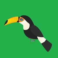 An illustration of a toco toucan. The single bird is placed on a green background. vector