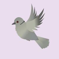 Eurasian collared dove illustration flying on a light pink background vector