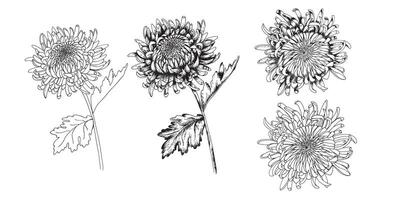 Elegant hand-drawn chrysanthemum flowers in a detailed vintage style. Perfect for tattoo designs, botanical illustrations, invitations, fabric patterns, packaging, and decorative prints vector