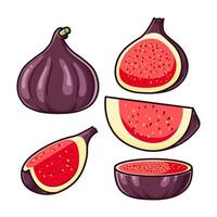Various whole and sliced figs arranged in different shapes vector