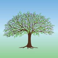 A broad tree with green transparent leafs vector