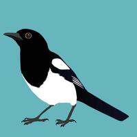 An illustration of a magpie vector