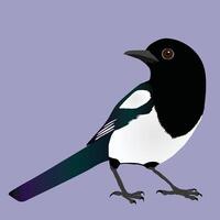 An illustration of a magpie. He looks to his back vector
