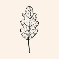 Ink sketch of Oak Leaf. Hand drawn botanical illustration oaky plant for logo, sign, print, paper, card. Design element. Foliar tree vector