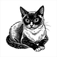 Fluffy kitten resting on bed staring curiously . vector