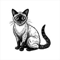 Cat kitten image. vector