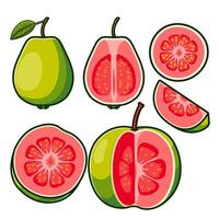 Guavas, both whole and sliced, are elegantly arranged to showcase their shapes and colors. vector