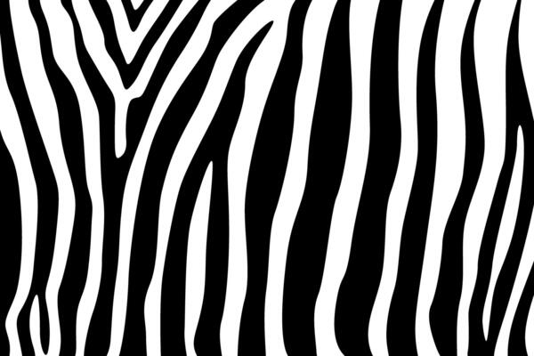 abstract zebra line leather skin illustration design background art 4