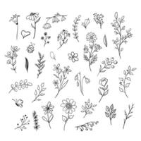Set of doodle plants. Hand drawn illustration in monochrome black and white colors. Floral collection with flowers and branches on isolated background Outline floral element for icon vector