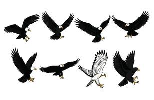 Eagle with Intense Eyes Locked on Prey vector