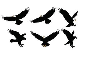 Dynamic Eagle in Flight with Strong Wings vector