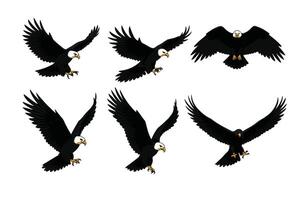 Bald Eagle Soaring Gracefully in the Sky vector