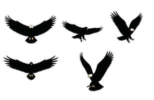 Fierce Eagle Ready to Catch Its Prey vector